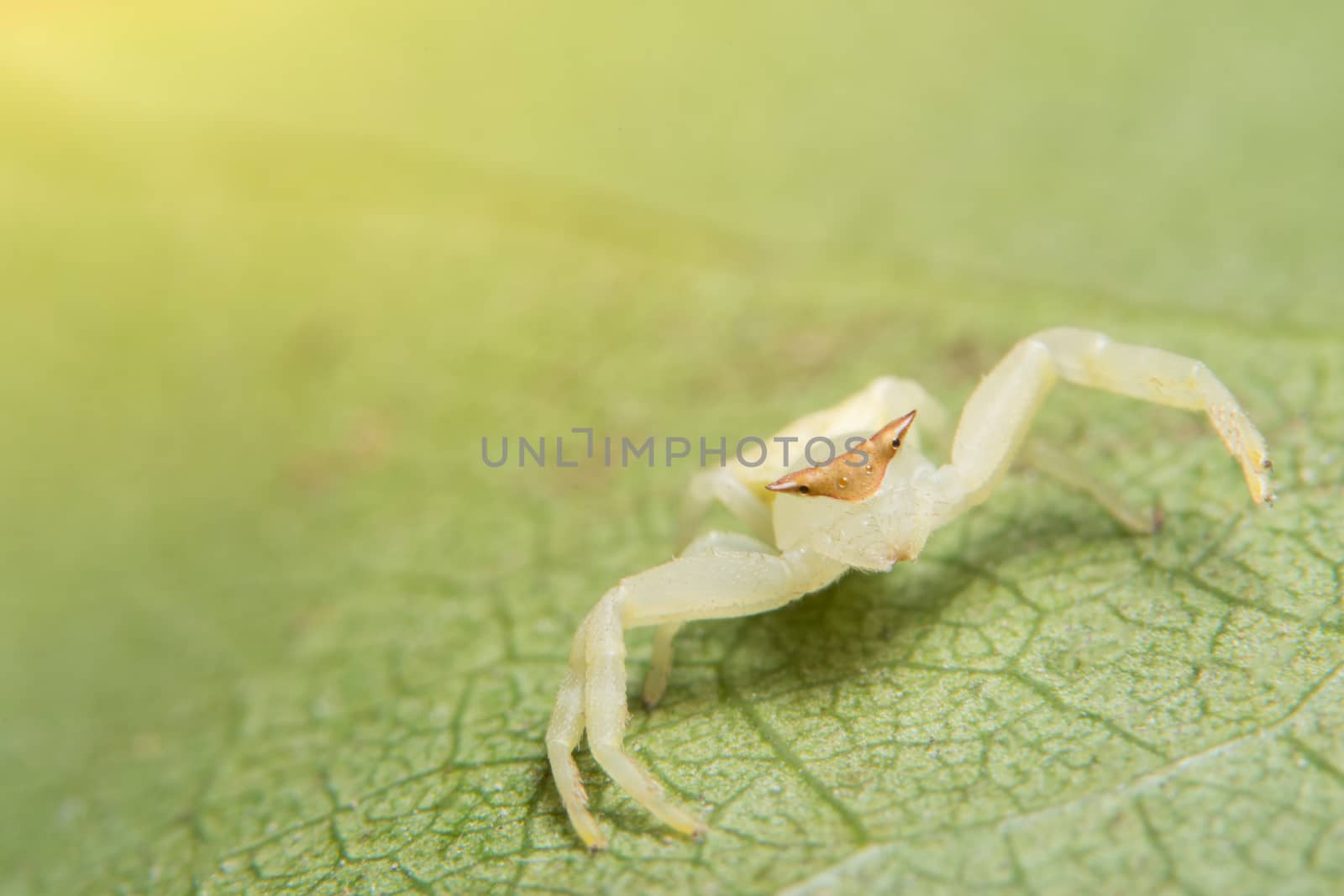 Macro Animal Spider