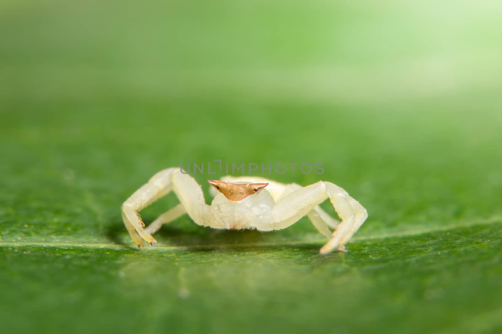 Macro Animal Spider