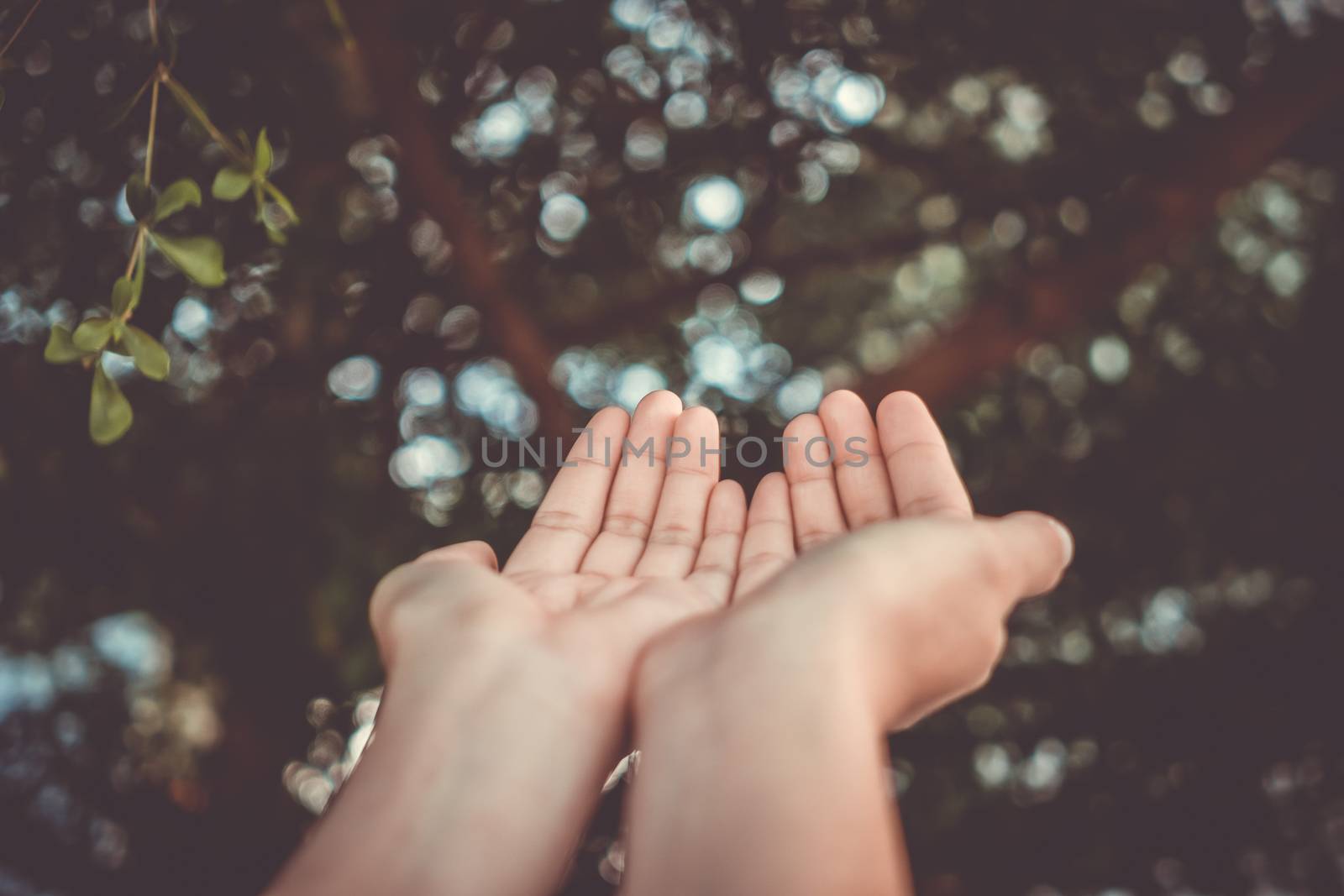 Woman hands place together like praying in front of nature background. by Suwant