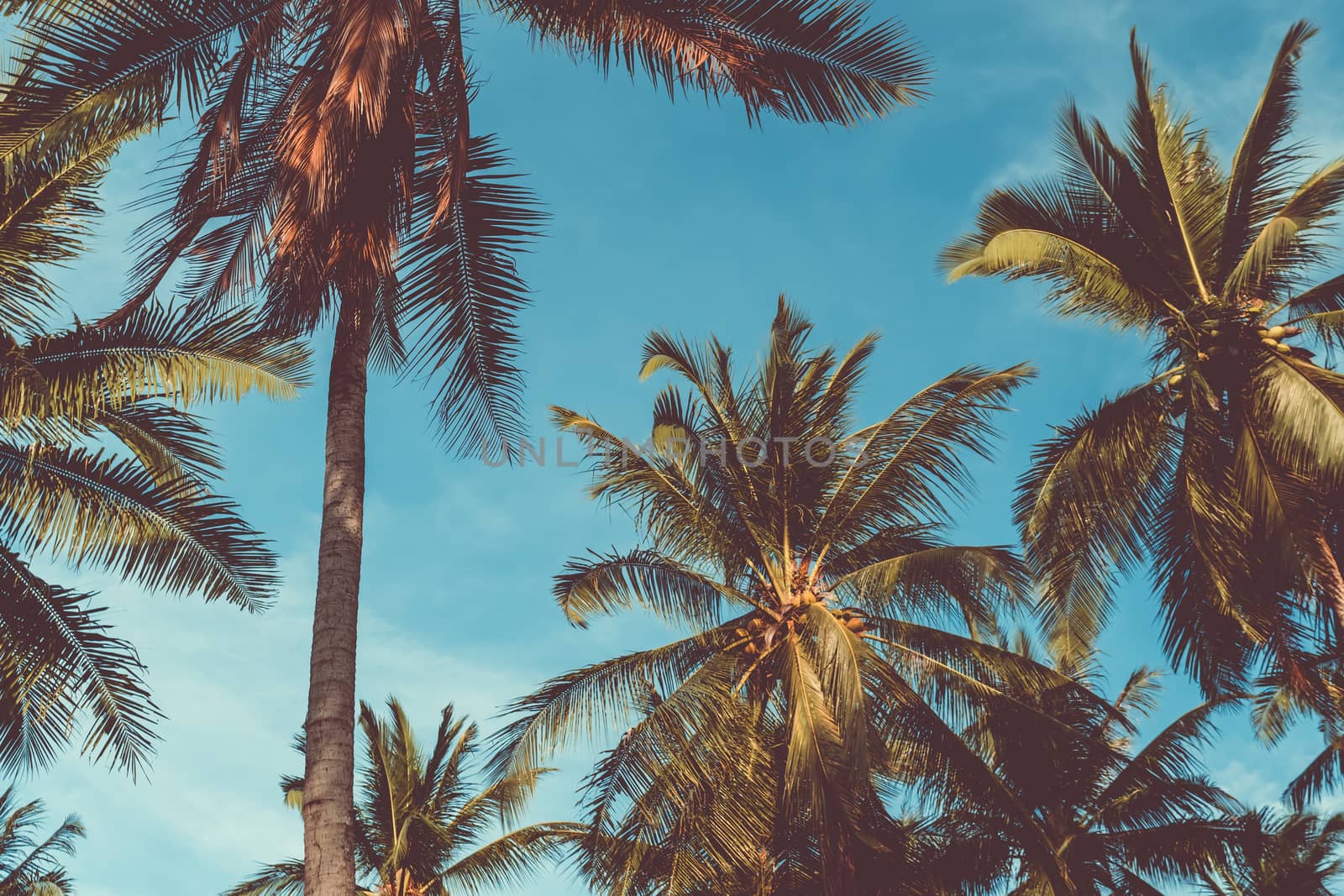 Tropical palm coconut trees on sunset sky flare and bokeh nature. by Suwant