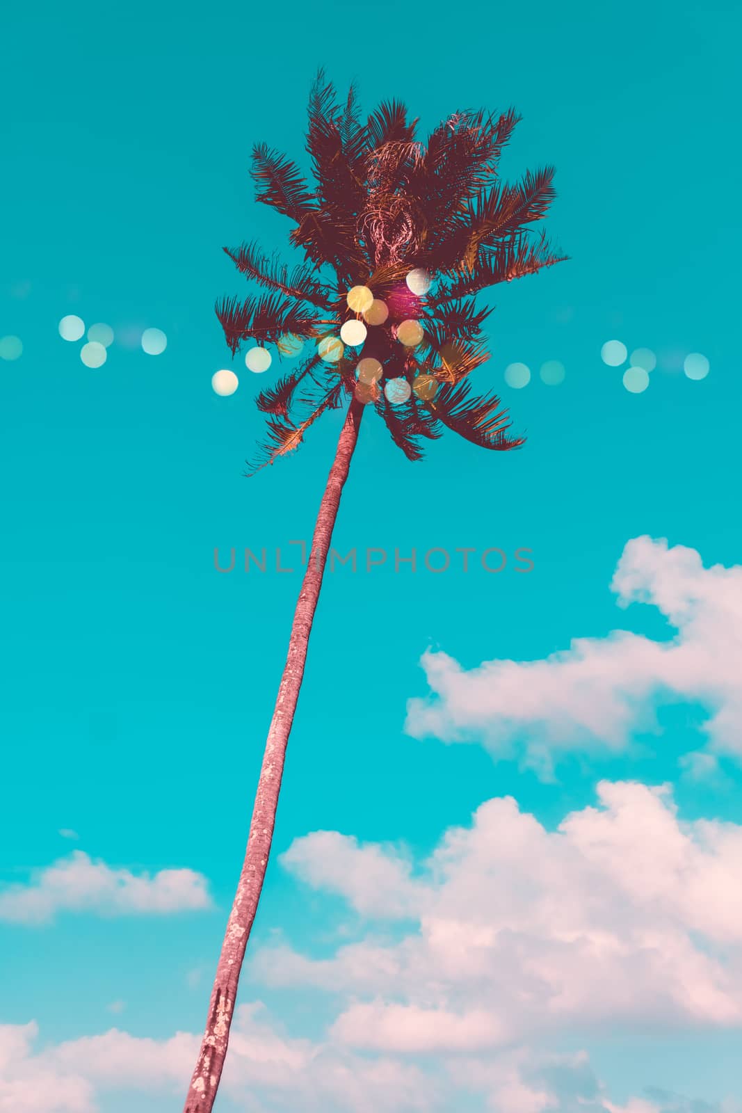 Tropical palm coconut trees on sunset sky flare and bokeh nature background.