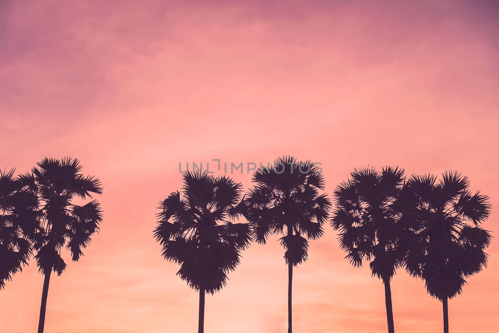 Tropical palm coconut trees on sunset sky flare and bokeh nature background.