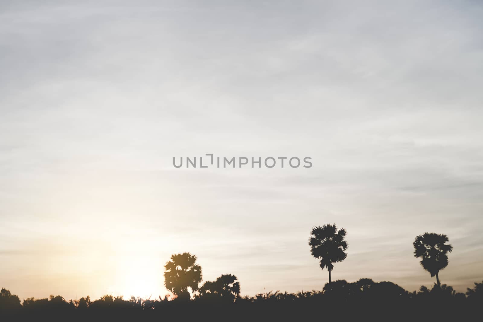 Tropical palm coconut trees on sunset sky flare and bokeh nature minimal concept blank copy space. by Suwant