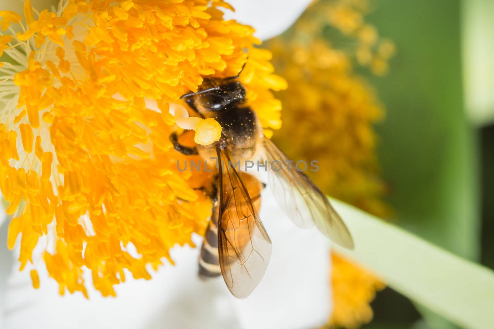 Macro bee looking for nectar on the flowers.