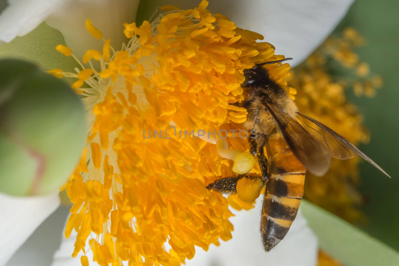 Macro bee looking for nectar on the flowers.