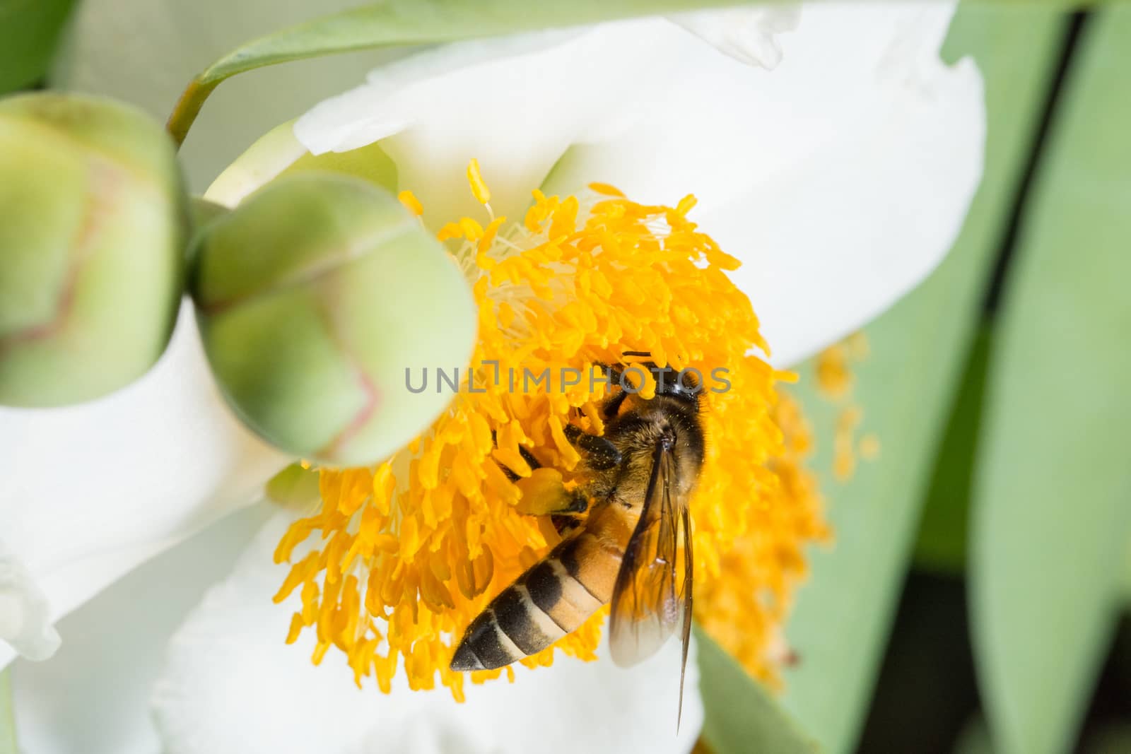 Macro bee looking for nectar on the flowers.