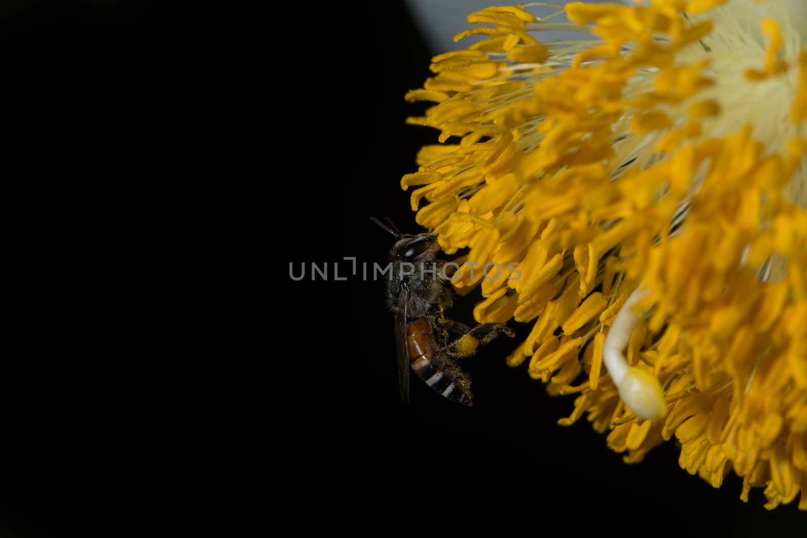 Macro flower bee swarm