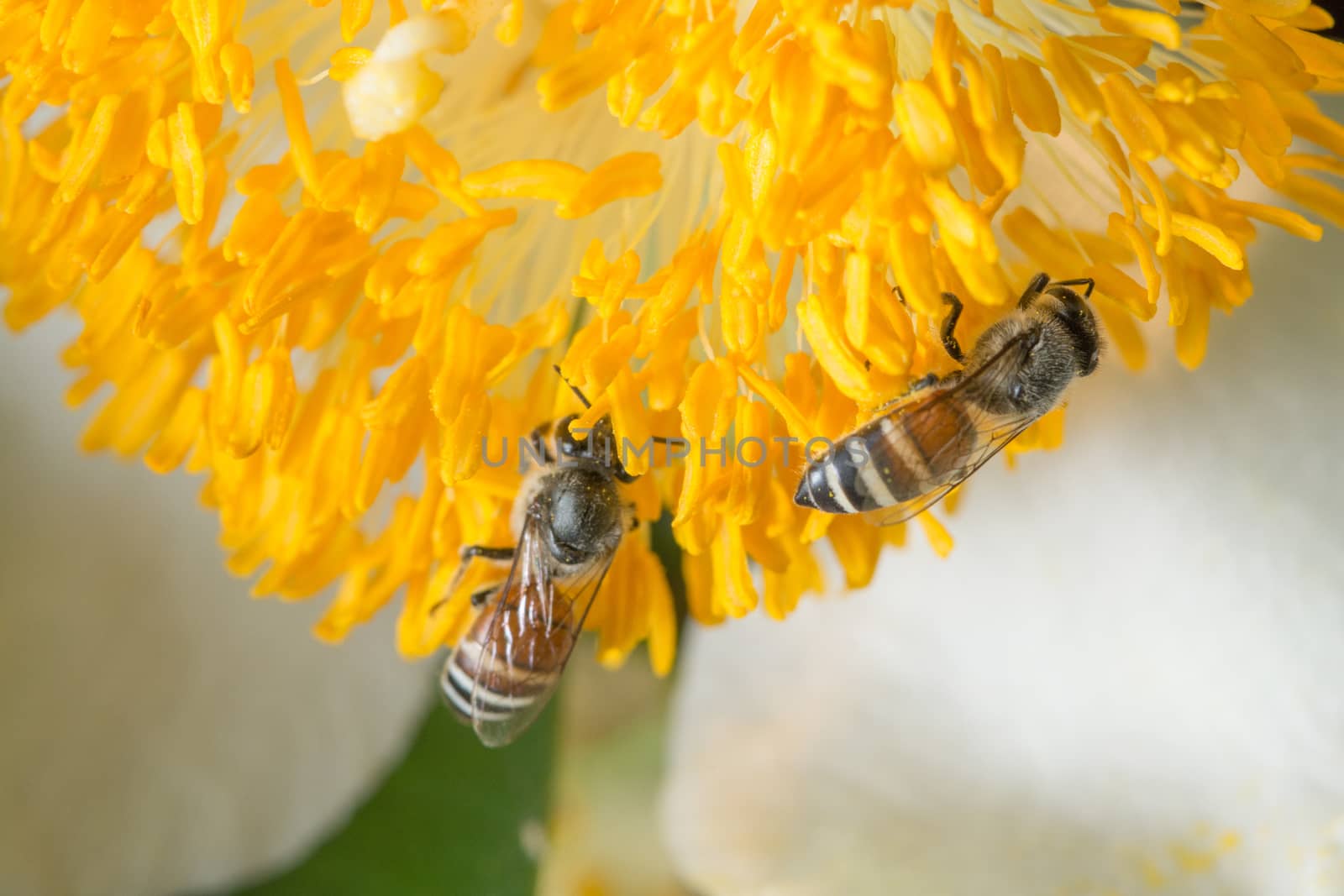 Macro flower bee swarm