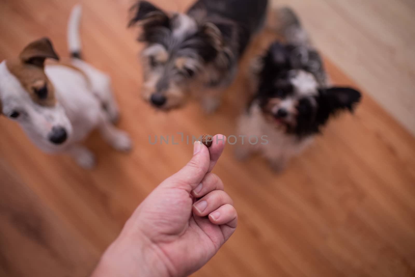 Focus on hand holding treat with blurred background of dogs by rushay