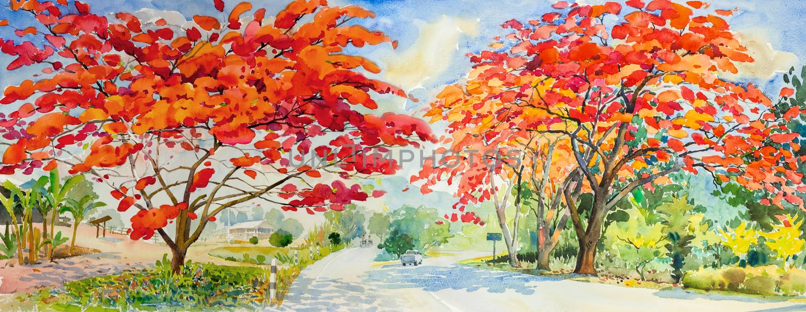Painting waterlcolor landscape original colorful of red peacock flower tree roadside in environment rural society with cloud in the sky background.