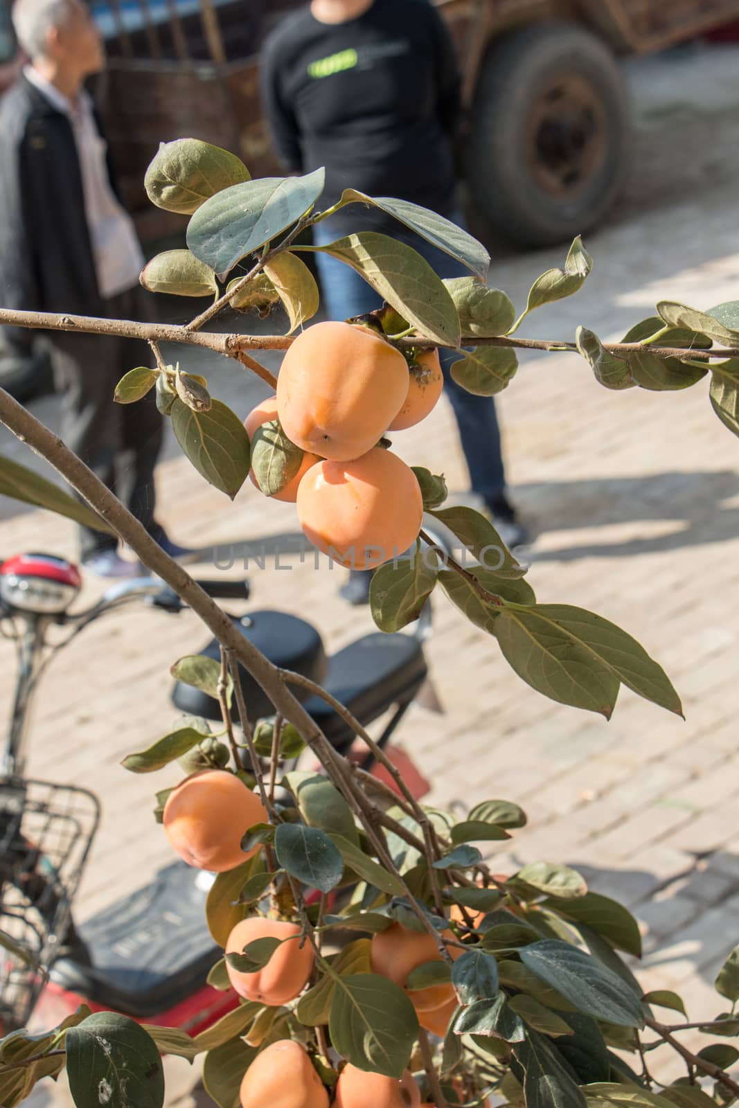 agriculture, apple, apples, autumn, branch, food, fresh, fruit, fruits, garden, green, harvest, healthy, leaf, leaves, natural, nature, orchard, organic, peach, plant, red, ripe, summer, tree