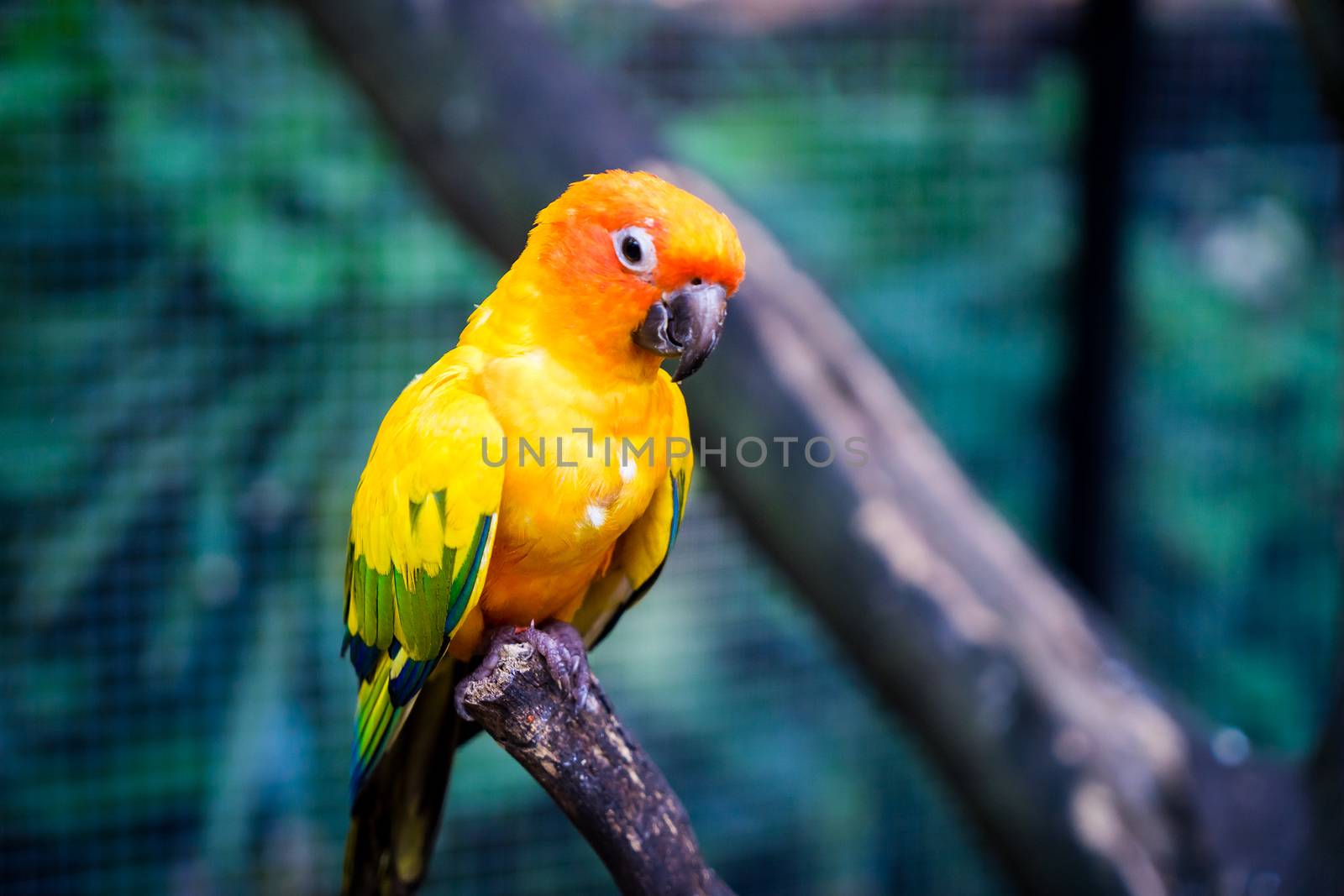 Orange love bird standing on wooden stick by junce