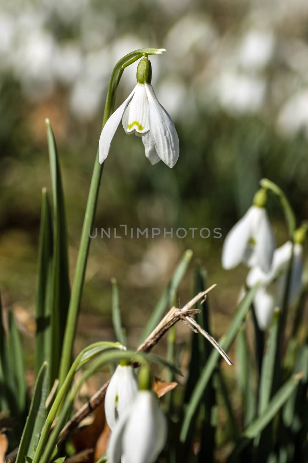 Close up image of a wild snowdrop flower in Spring.