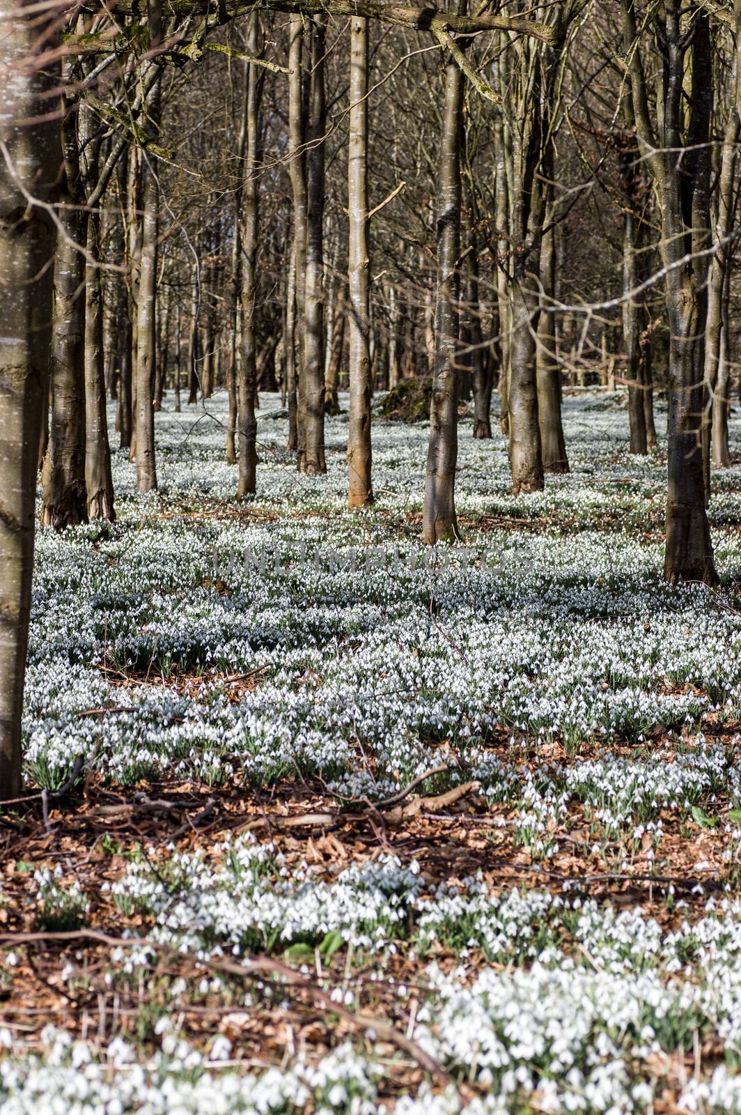 View of a wood carpeted with blooming snowdrops. Welford Park, near Newbury, Berkshire.