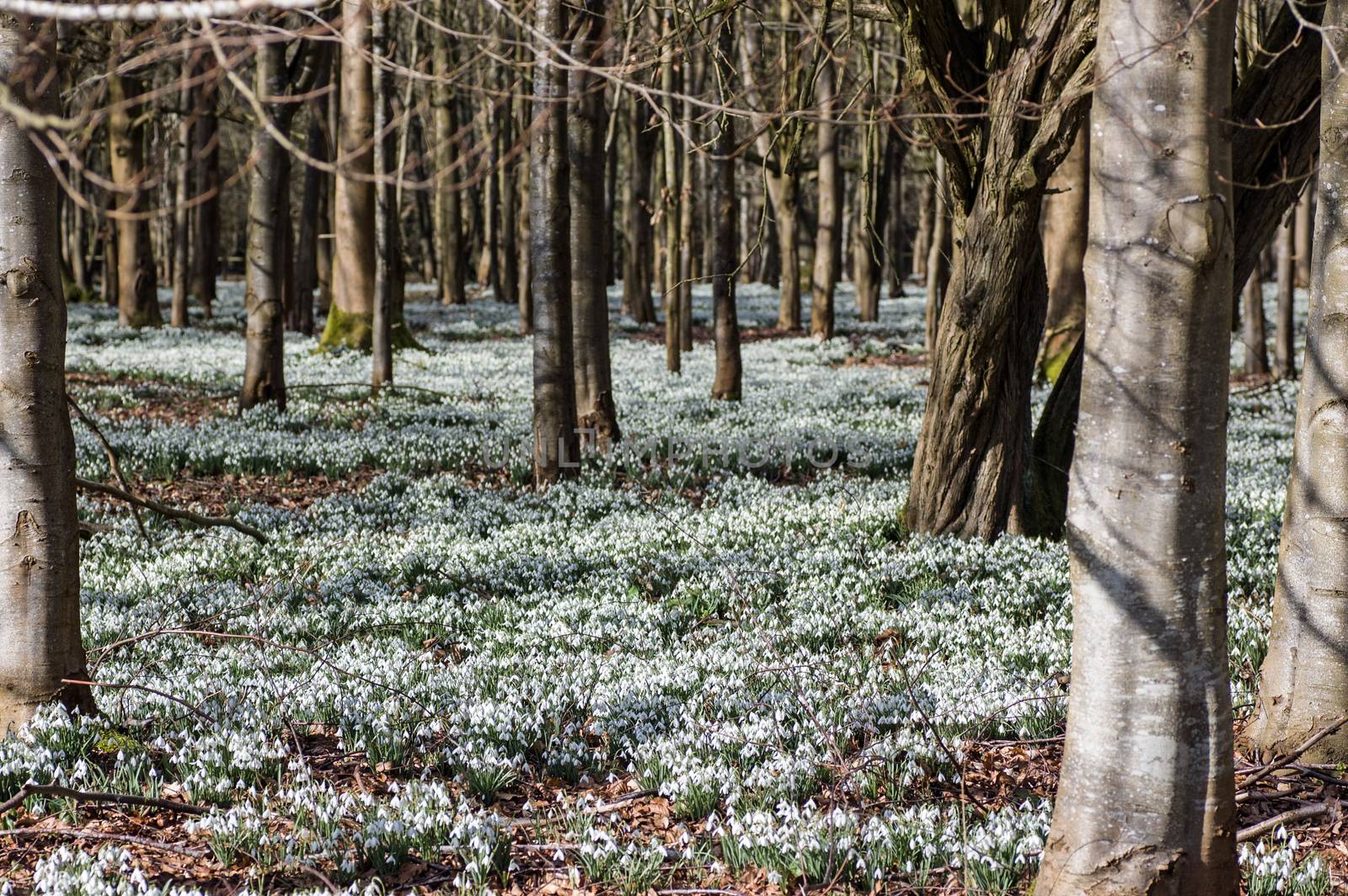 Wild snowdrops flowering in February. Welford Park near Newbury, Berkshire.