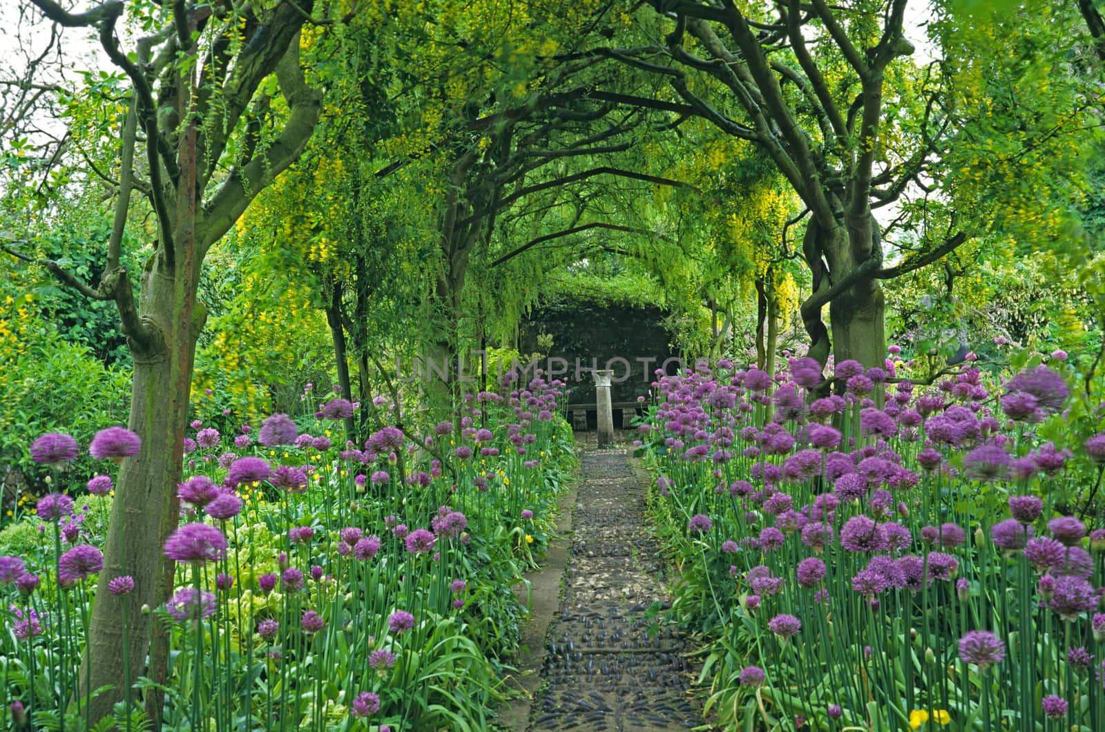 Walkway of Laburnum arches underplanted with Alliums in a Country House Garden