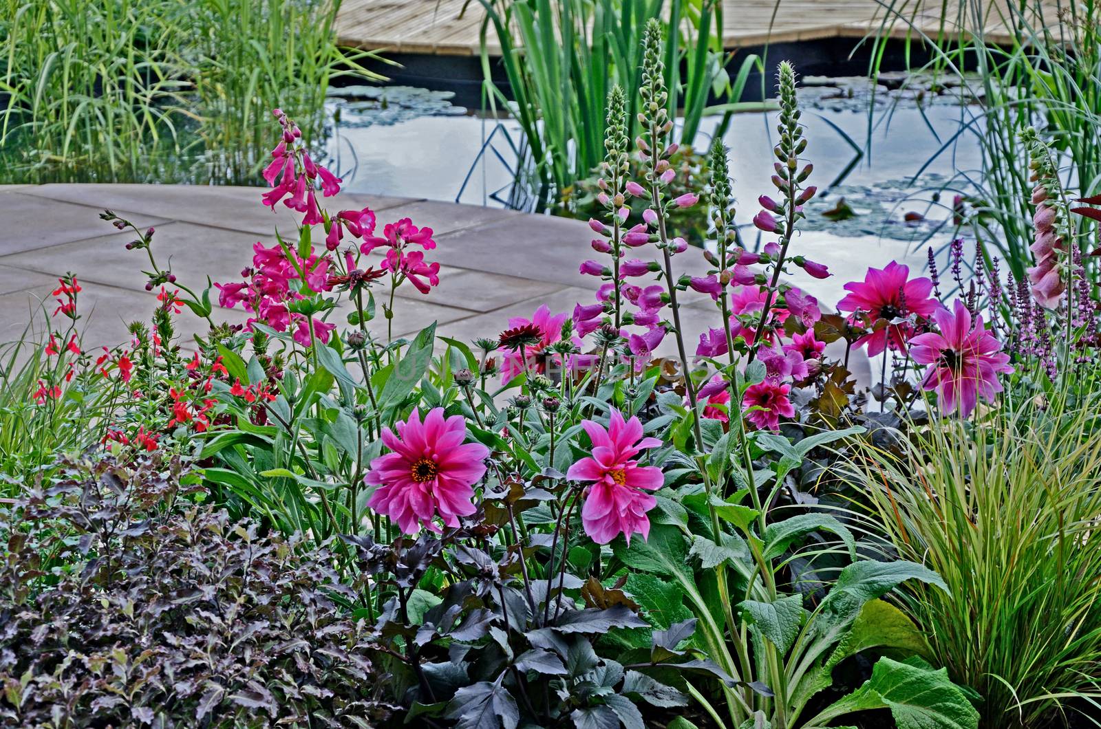 A colourful pink flower border with Foxgloves and Dahlia around a pond