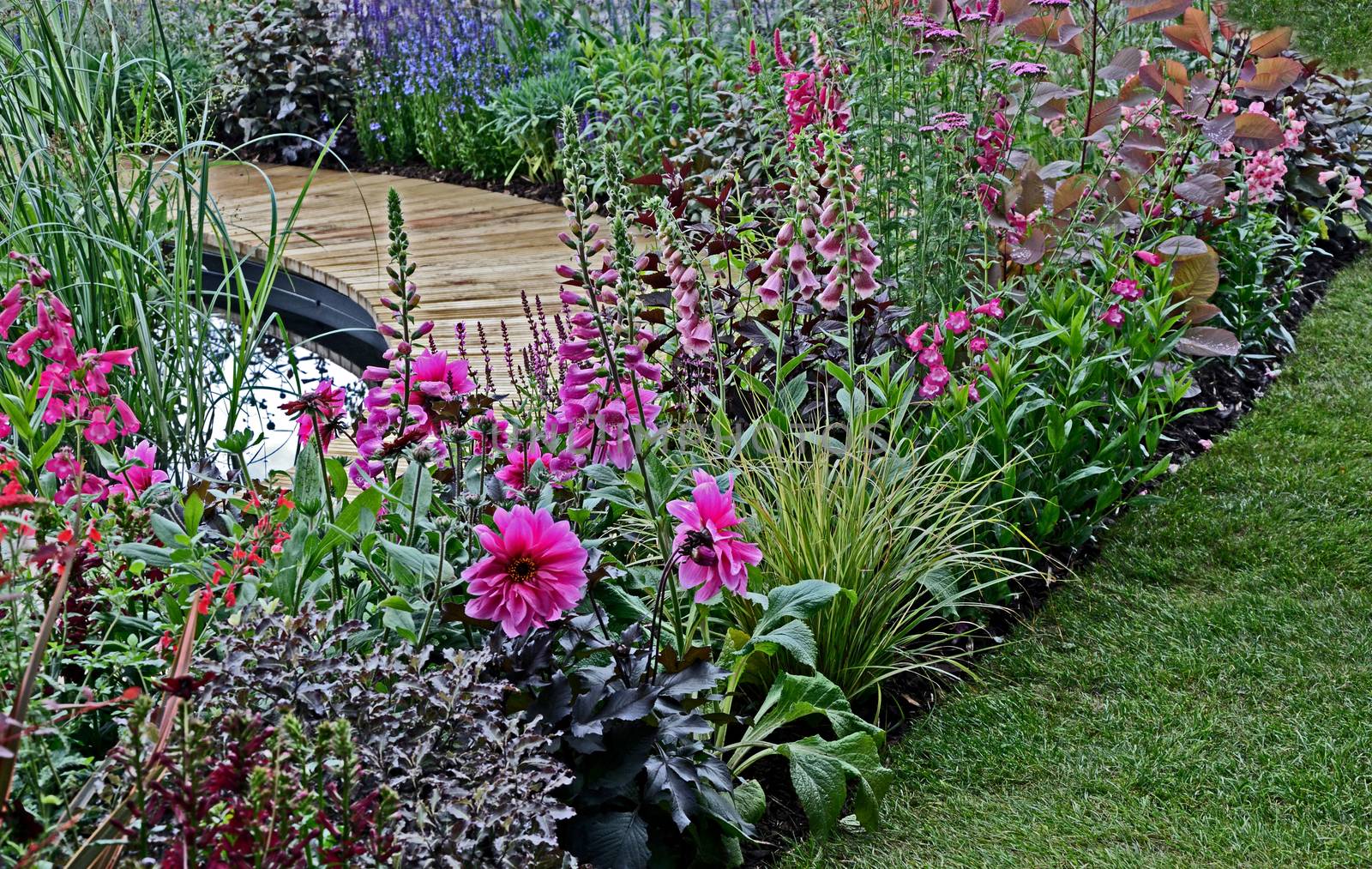A colourful pink flower border with Foxgloves and Dahlia around a pond