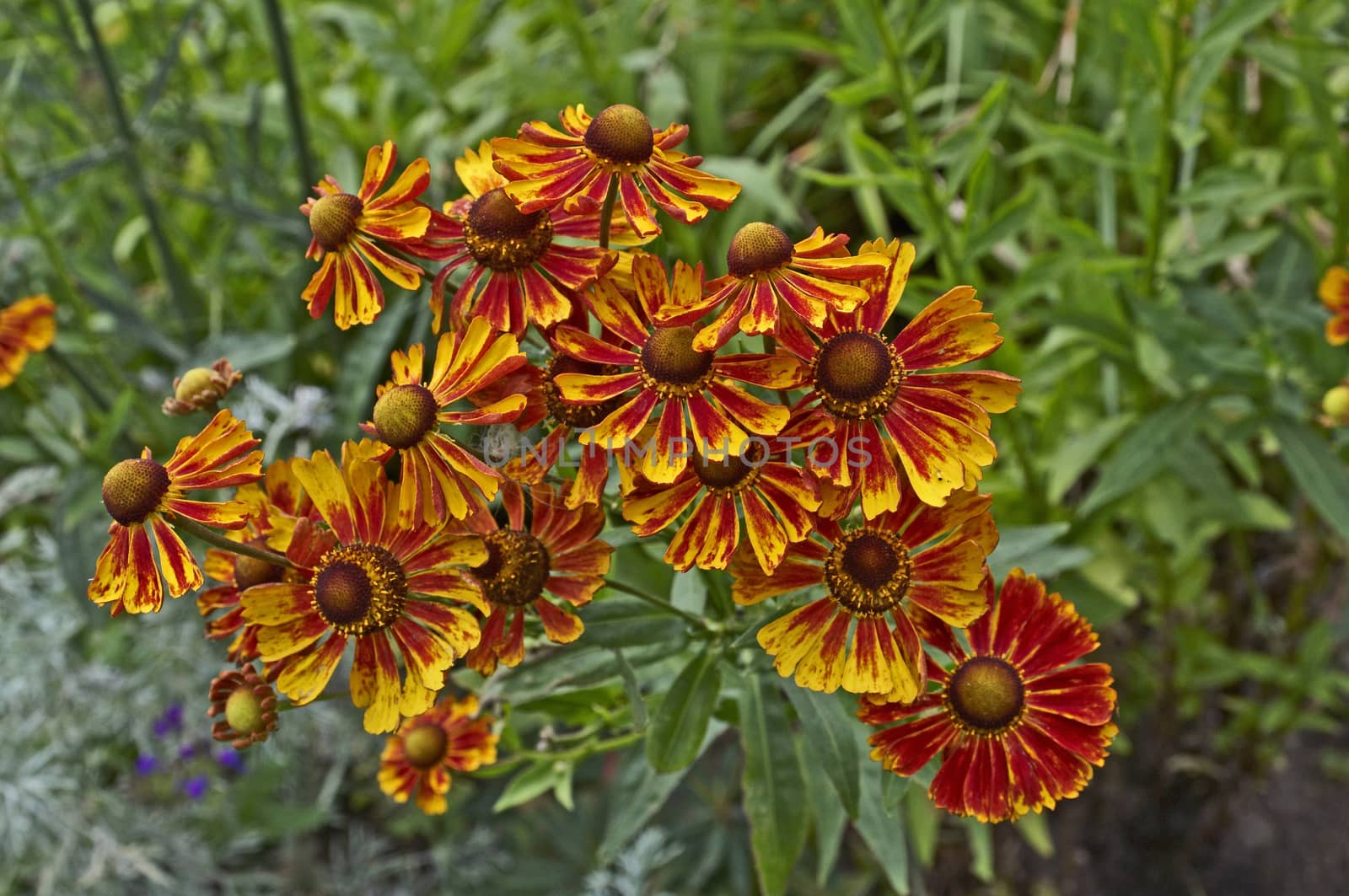 Close up of a colourful flowering Helenium in a flower border