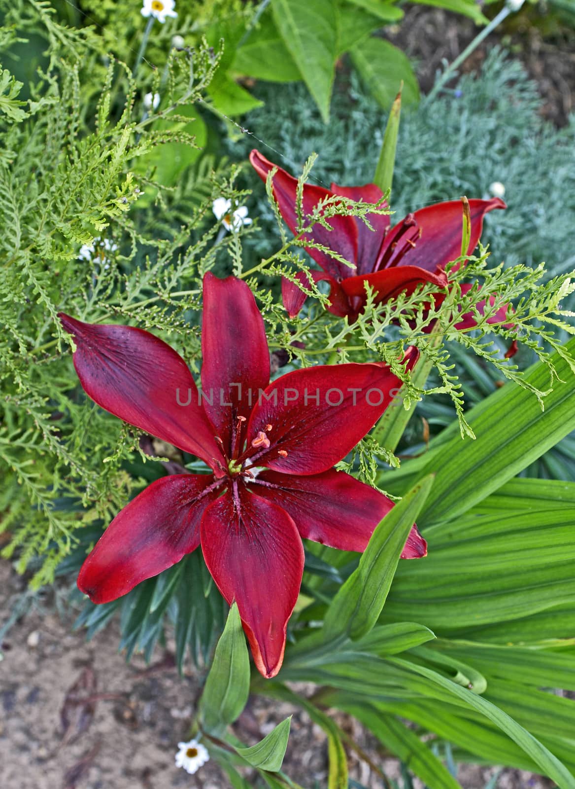 Close up of a flowering Dayliily in a garden border