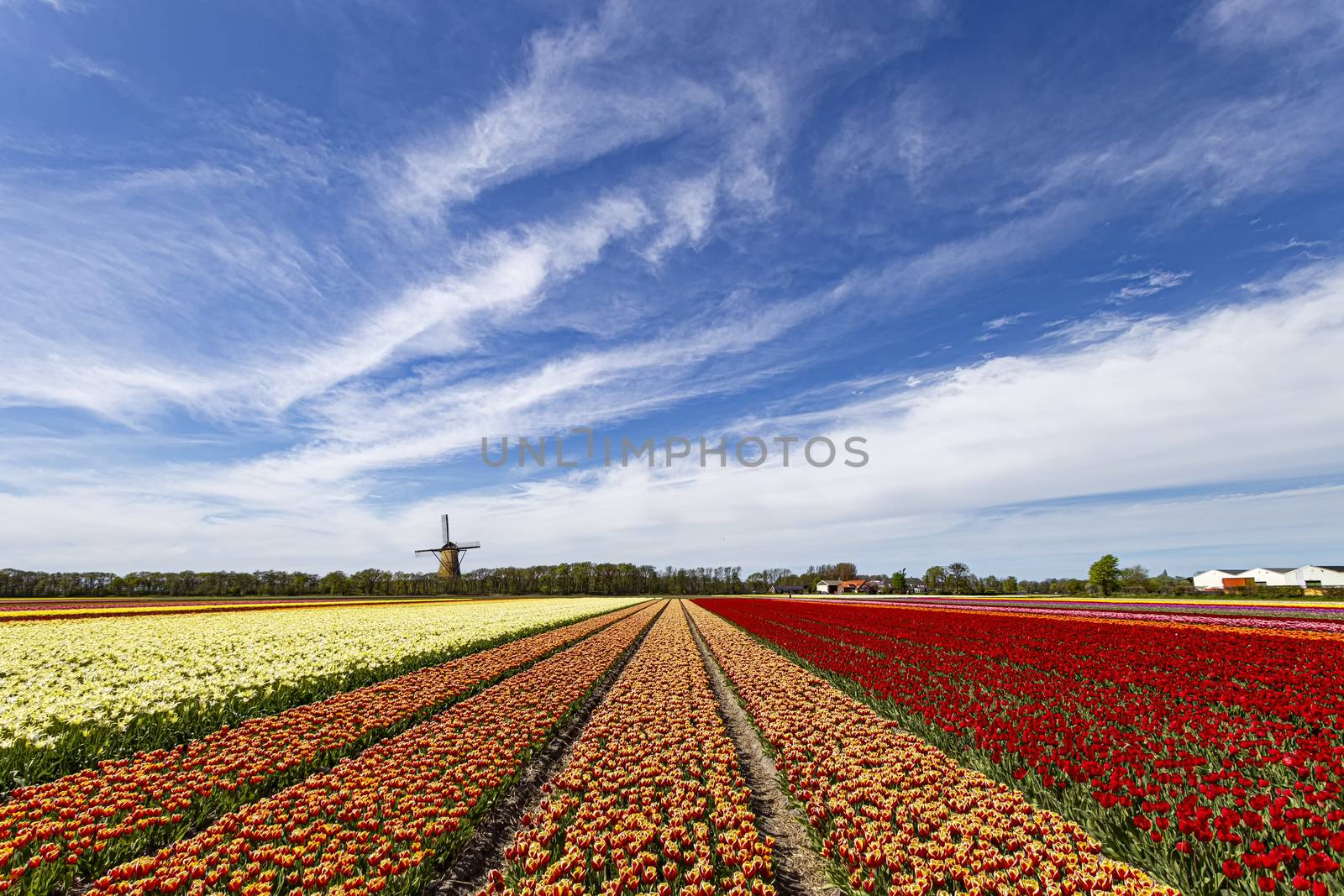 Multicolor red and yellow tulips flowers blooming in curve shape against Dutch windmills during spring the sunrise