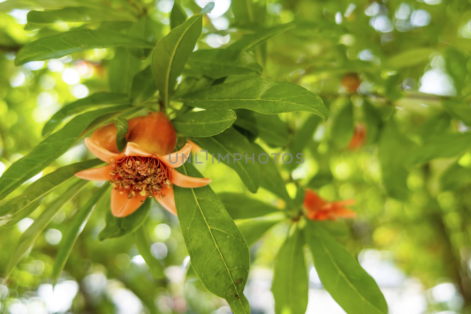 close up pomegranate tree and flowers with green leaves in nature