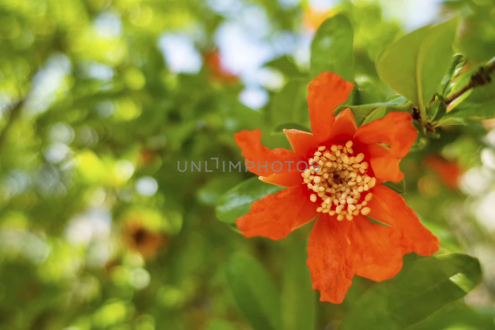 close up pomegranate tree and flowers with green leaves in nature