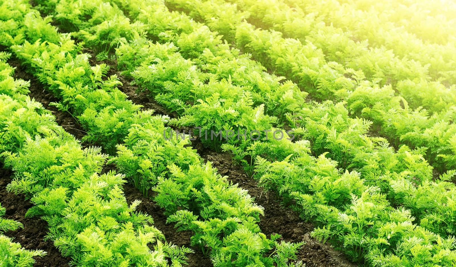 Farm agricultural field of carrots plantation. Agroindustry and agribusiness. Agriculture, growing organic food vegetables. Cultivation and care, harvesting. Ecological agriculture. Farmland