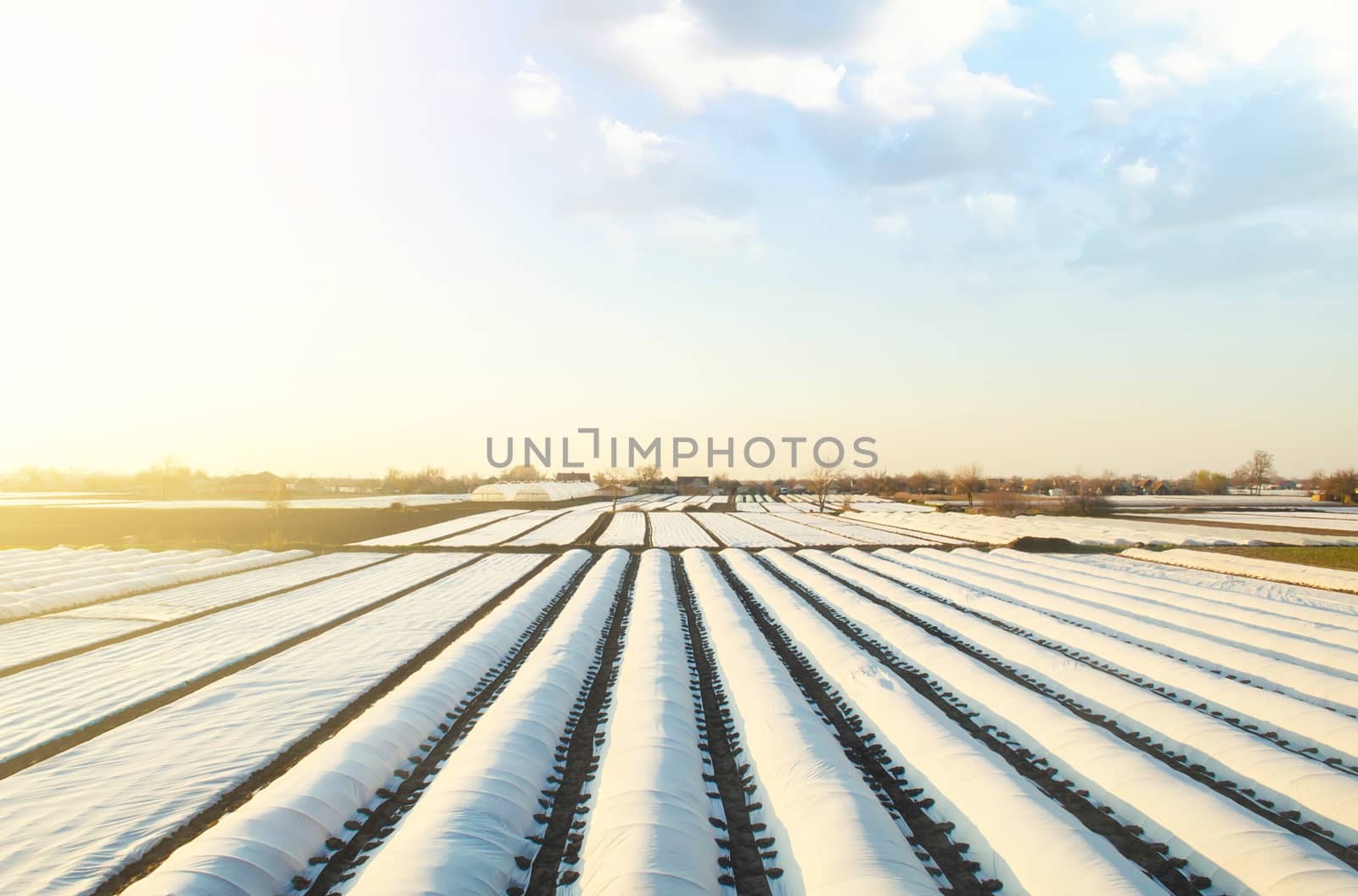 White spunbond rows on a farm field. Protective coating for corp by iLixe48