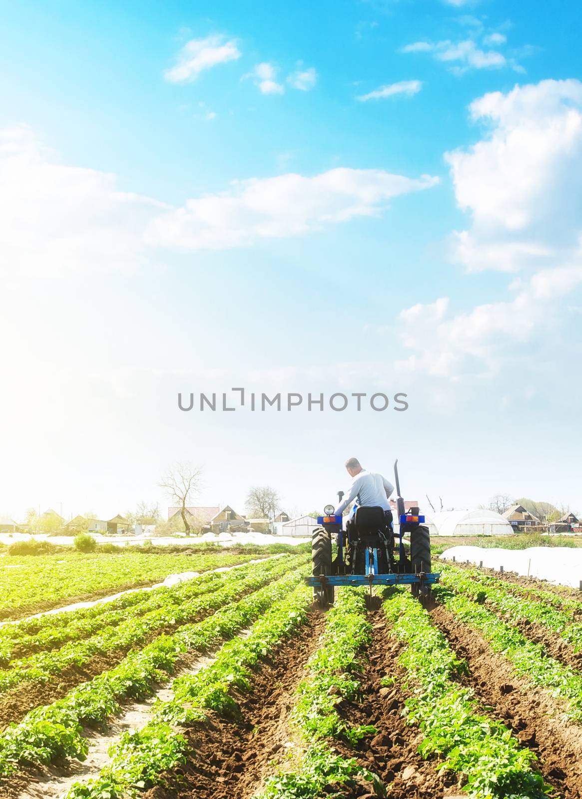 A farmer on a tractor loosens the soil and removes weeds on a potato plantation. Farming agricultural industry. Processing and cultivation of soil. The process of growing food on a farm. by iLixe48