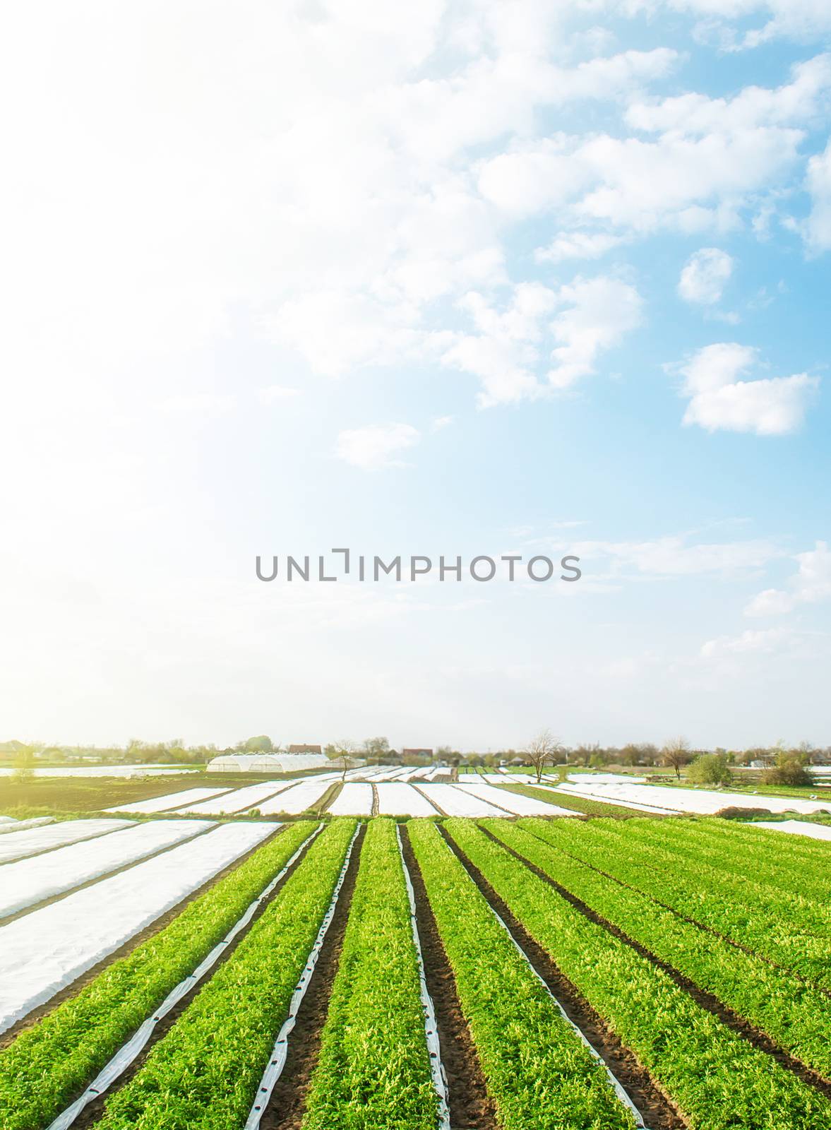Green farm potato fields on an sunny morning day. Spunbond agrofibre row coverings. Agricultural industry growing potatoes vegetables. Organic farming in Europe. Beautiful countryside landscape