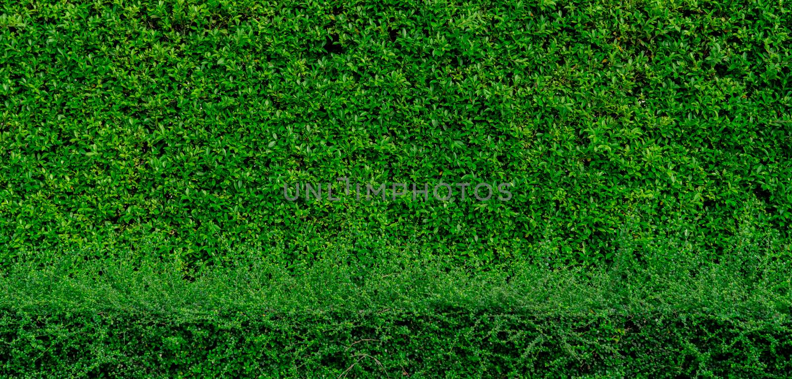 Small green leaves texture background with beautiful pattern. Clean environment. Ornamental plant in the garden. Eco wall. Organic natural background. Many leaves reduce dust in air. Tropical garden.