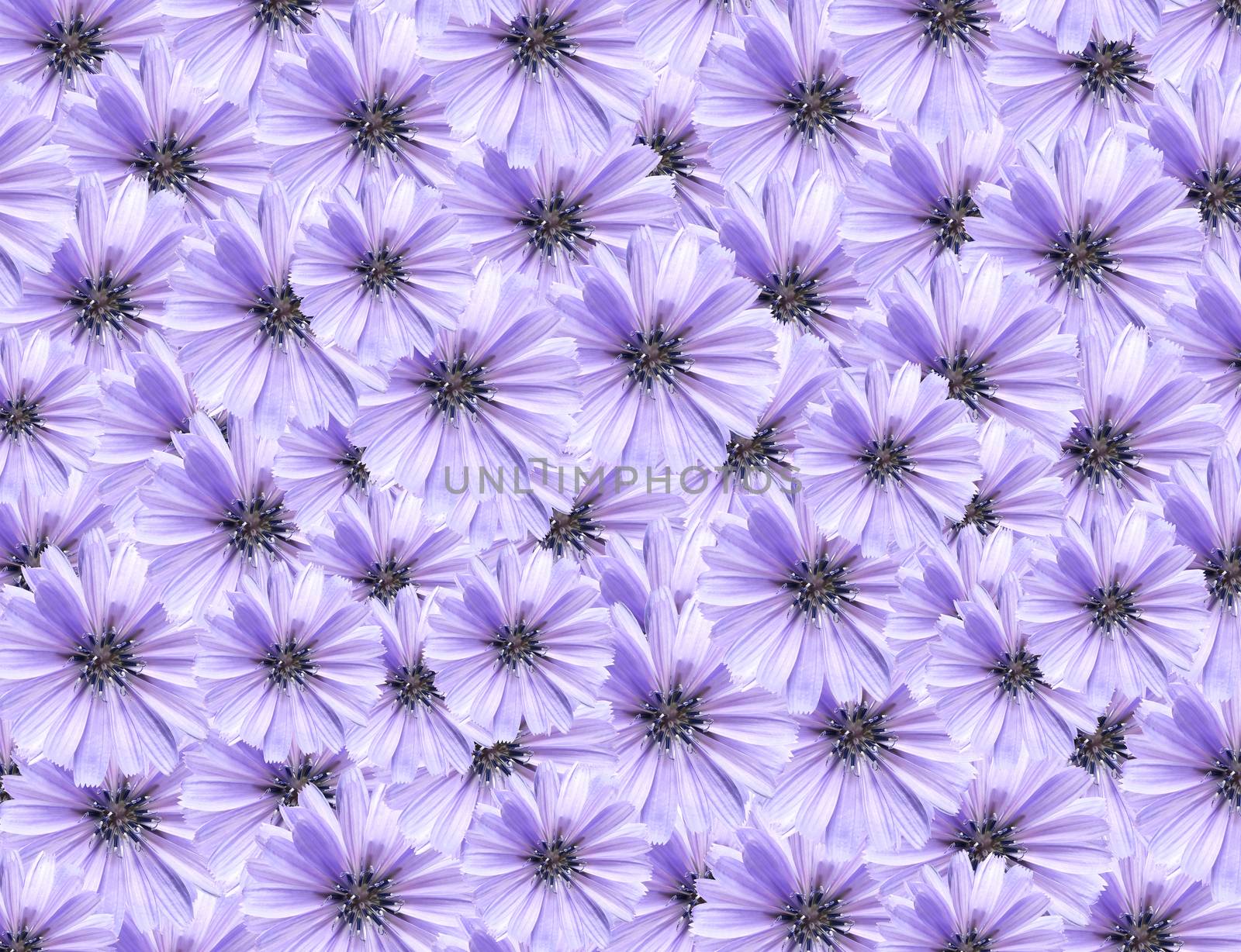 Nice background made from lot of blue daisy flowers