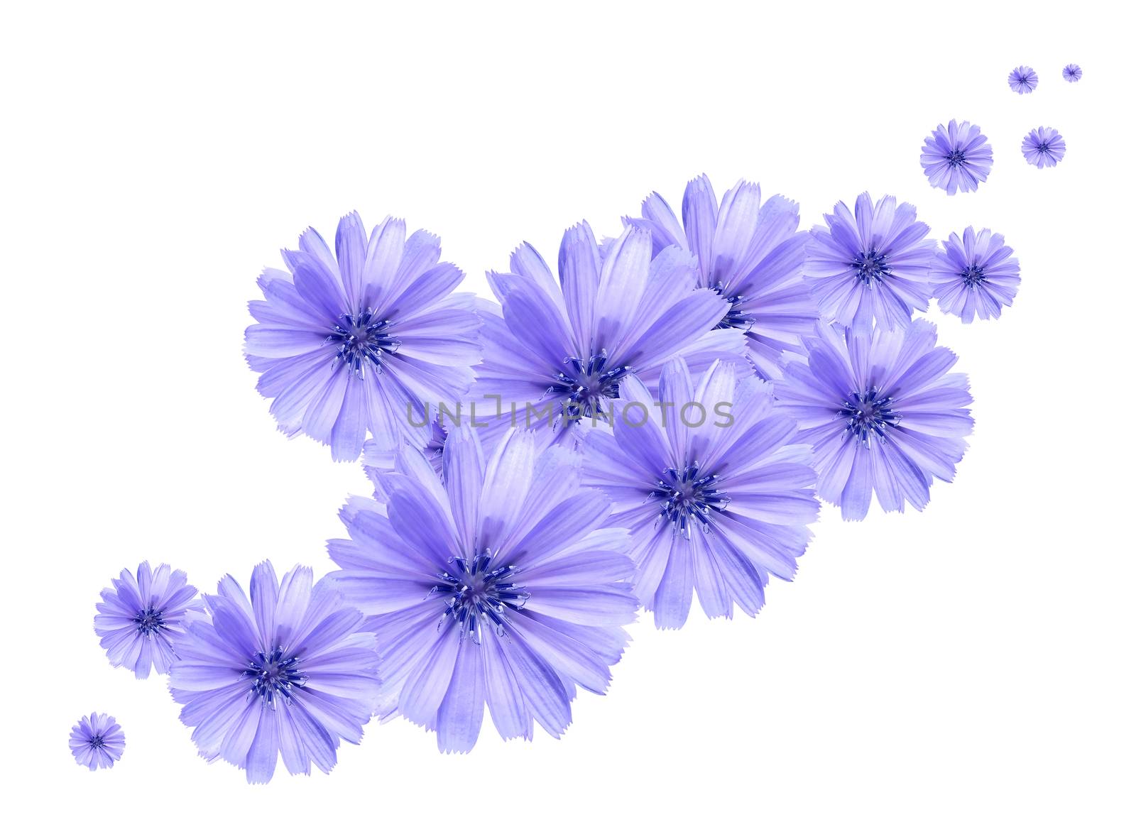 Blue Daisy Background by kvkirillov