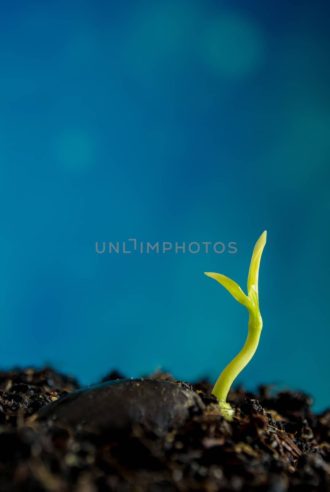 Freshness new life, leaves of young plant seedling in nature by Satakorn