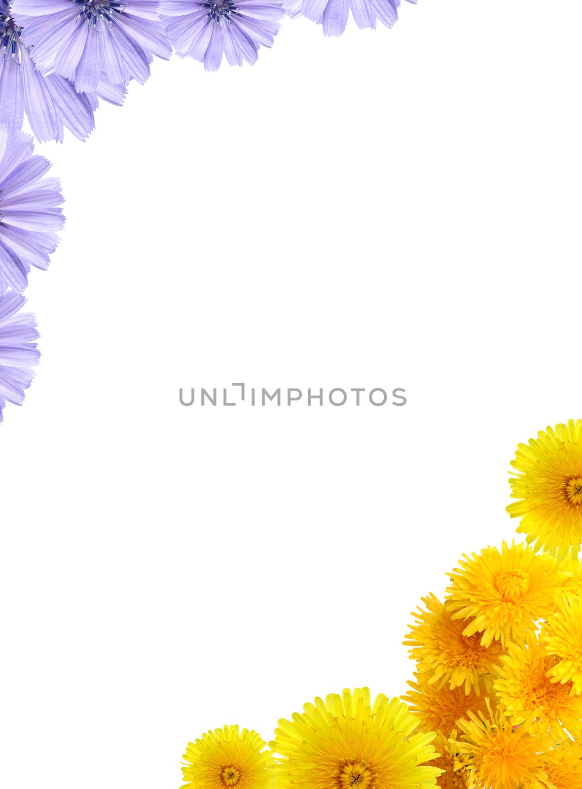 Nice background made from lot of blue and yellow flowers