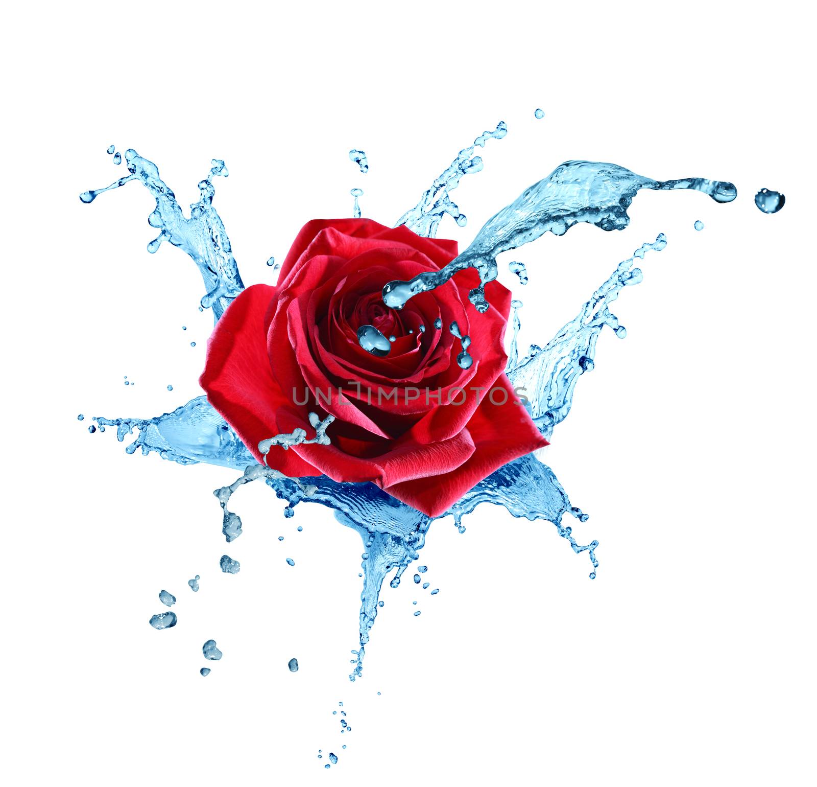 Composition with red rose with splashing water on white background