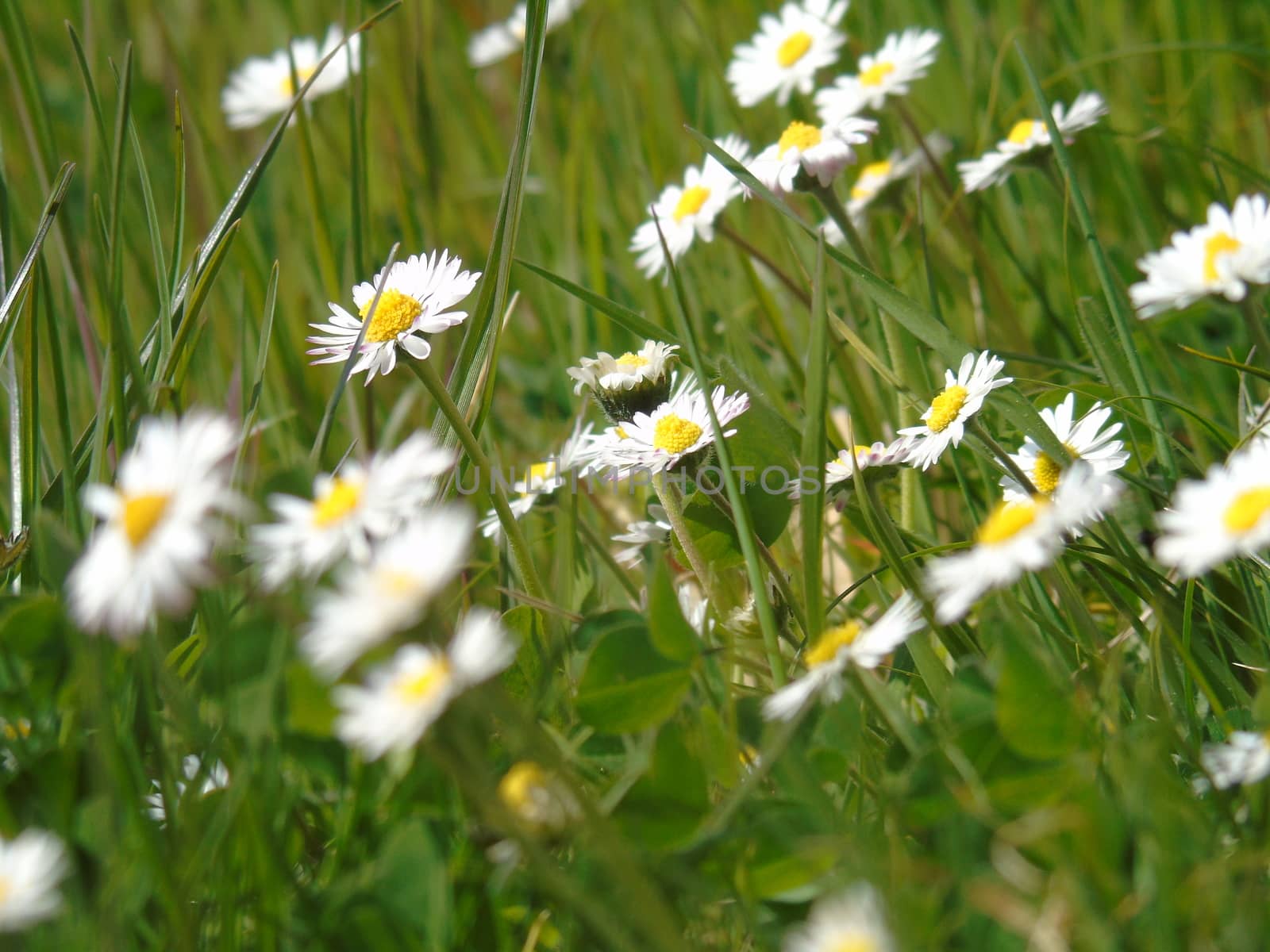 Spring Flowers by yohananegusse