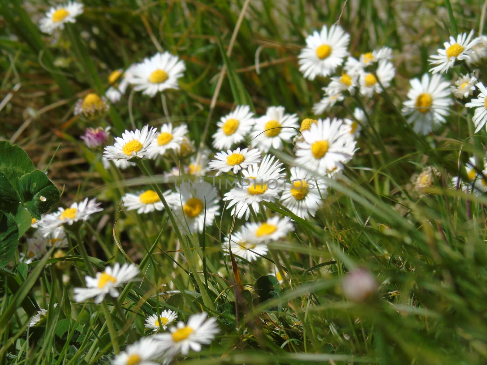 Spring Flowers by yohananegusse