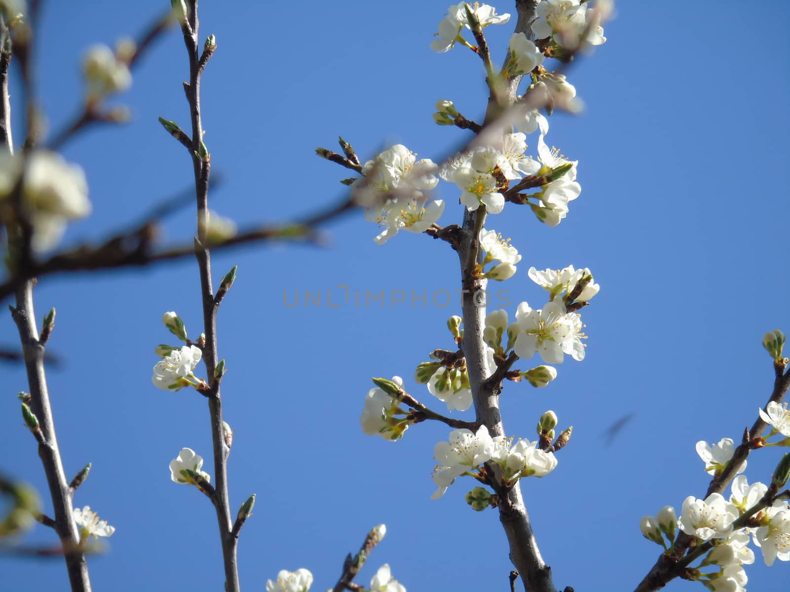 Beautiful caption of the cherry tree and other different fruit plants with first amazing winter flowers in the village and an incredible blue sky in the background.