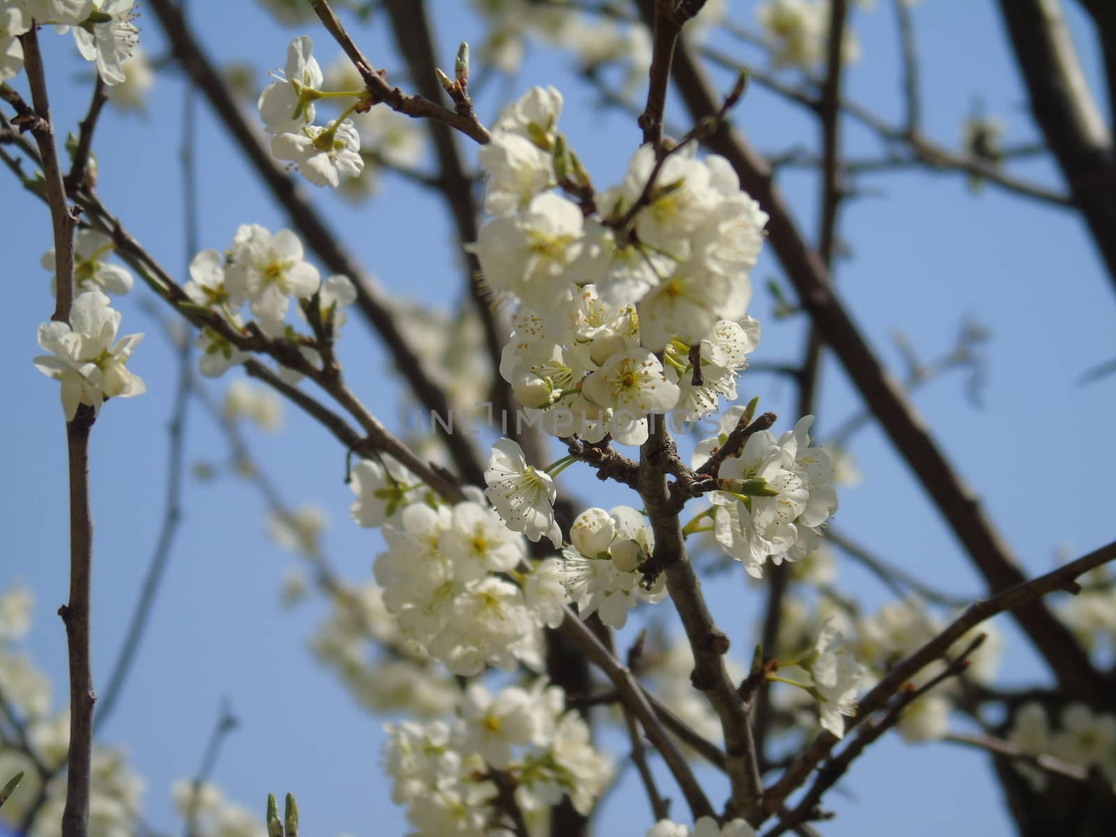 Beautiful caption of the cherry tree and other different fruit plants with first amazing winter flowers in the village and an incredible blue sky in the background.