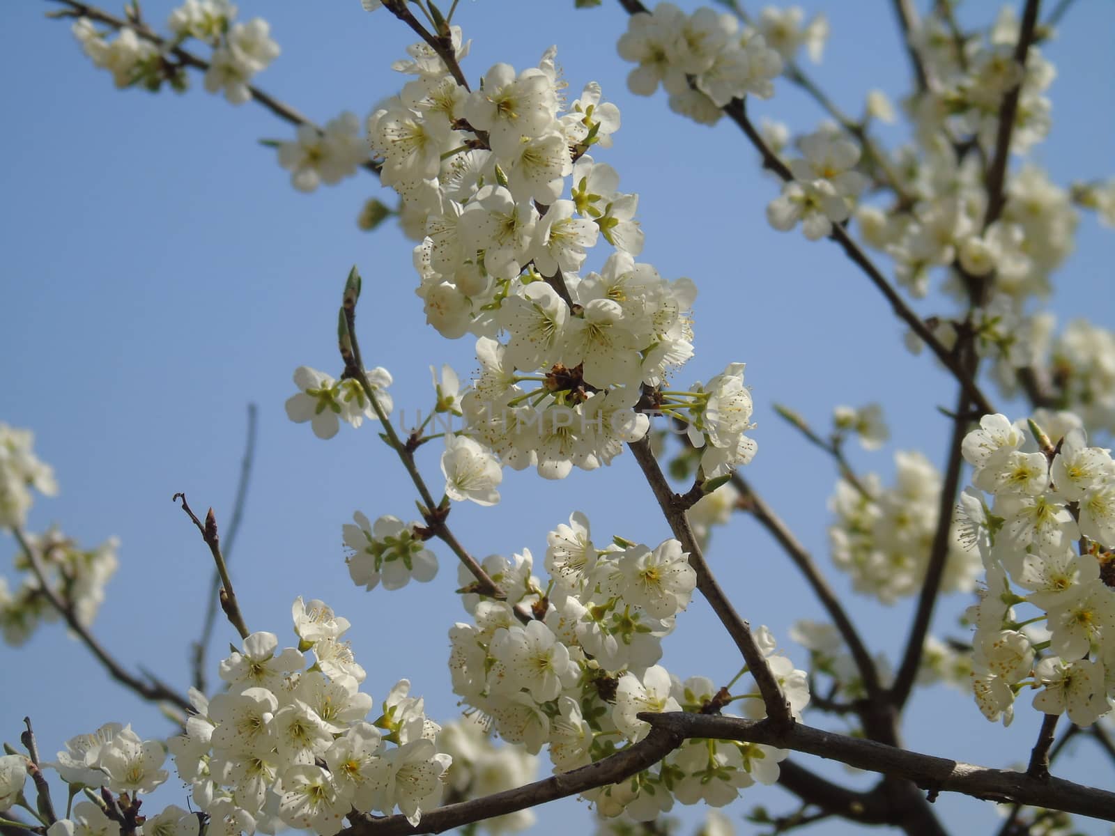 Beautiful caption of the cherry tree and other different fruit plants with first amazing winter flowers in the village and an incredible blue sky in the background.