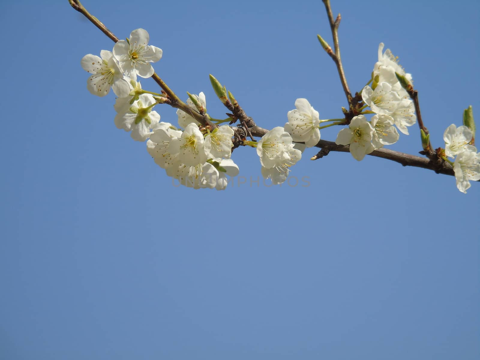 Beautiful caption of the cherry tree and other different fruit plants with first amazing winter flowers in the village and an incredible blue sky in the background.