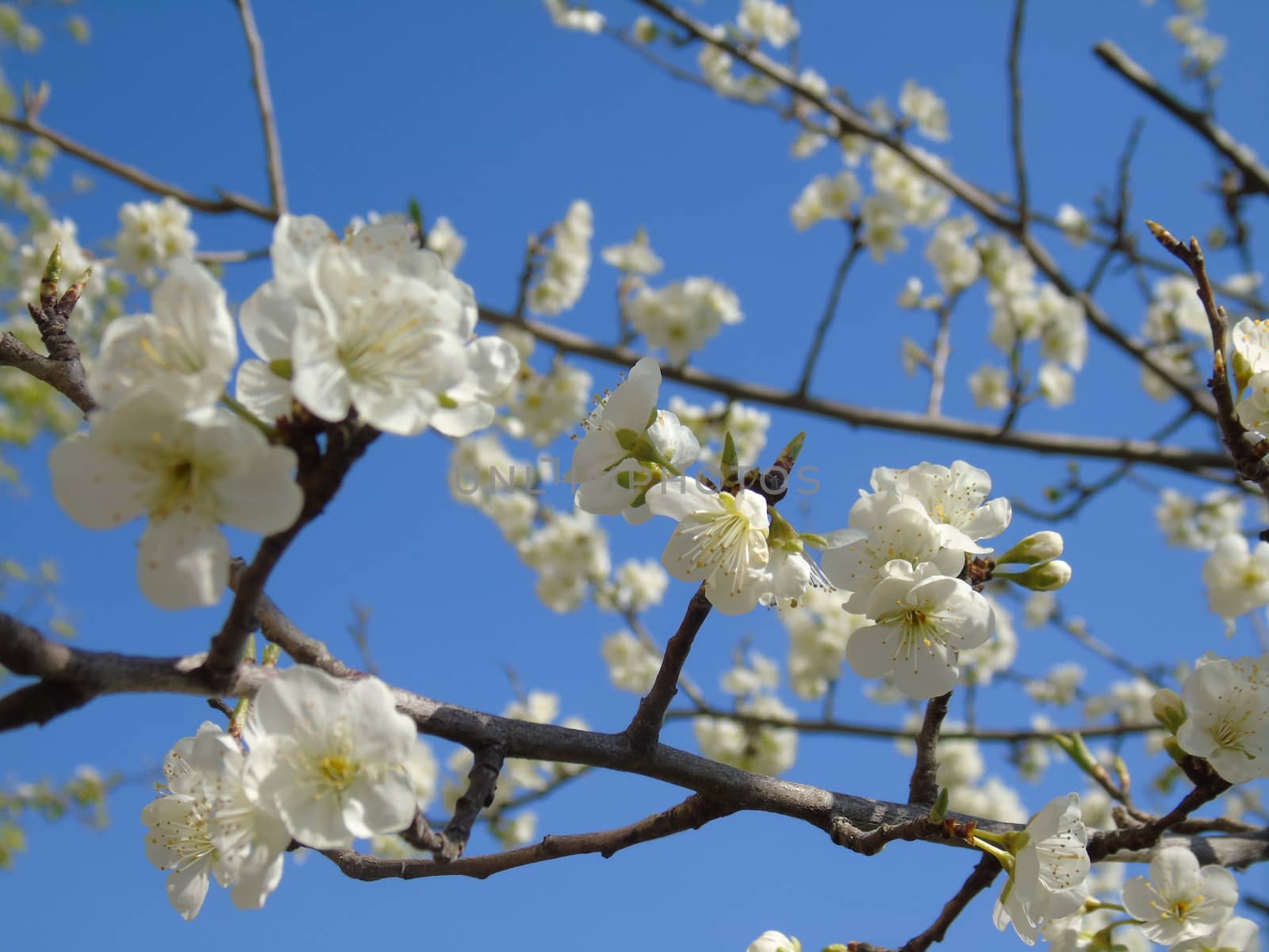 Spring Flowers by yohananegusse