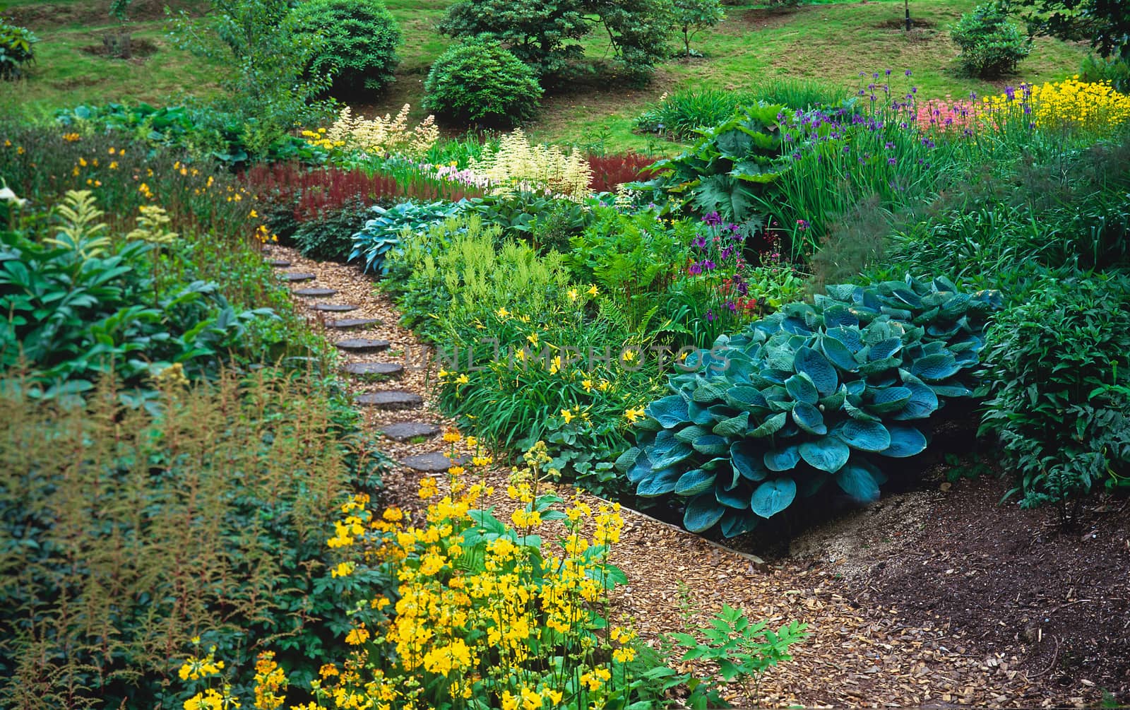 The bog gardens of a country garden in early summer