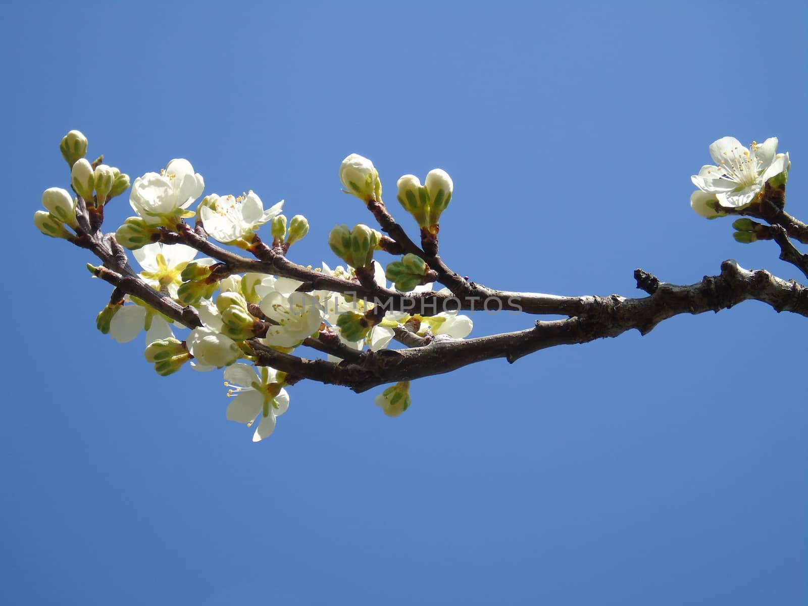 Beautiful caption of the cherry tree and other different fruit plants with first amazing winter flowers in the village and an incredible blue sky in the background.