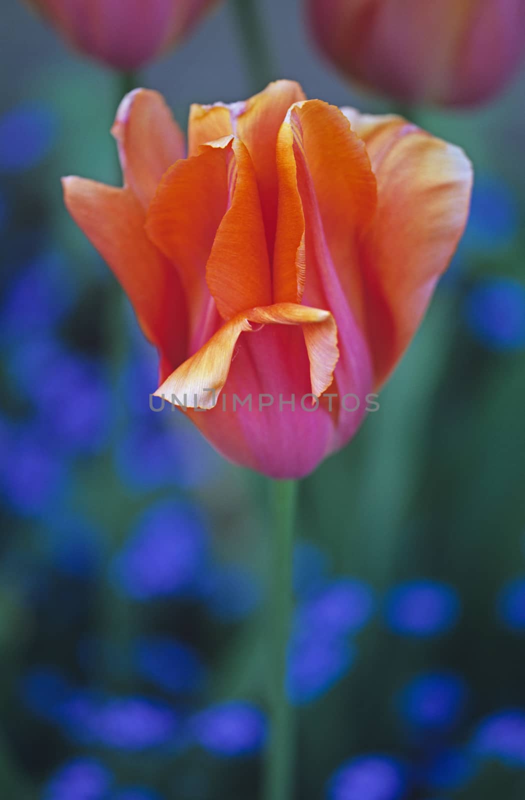 Tulipa 'Dordogne' in a Spring  Garden
