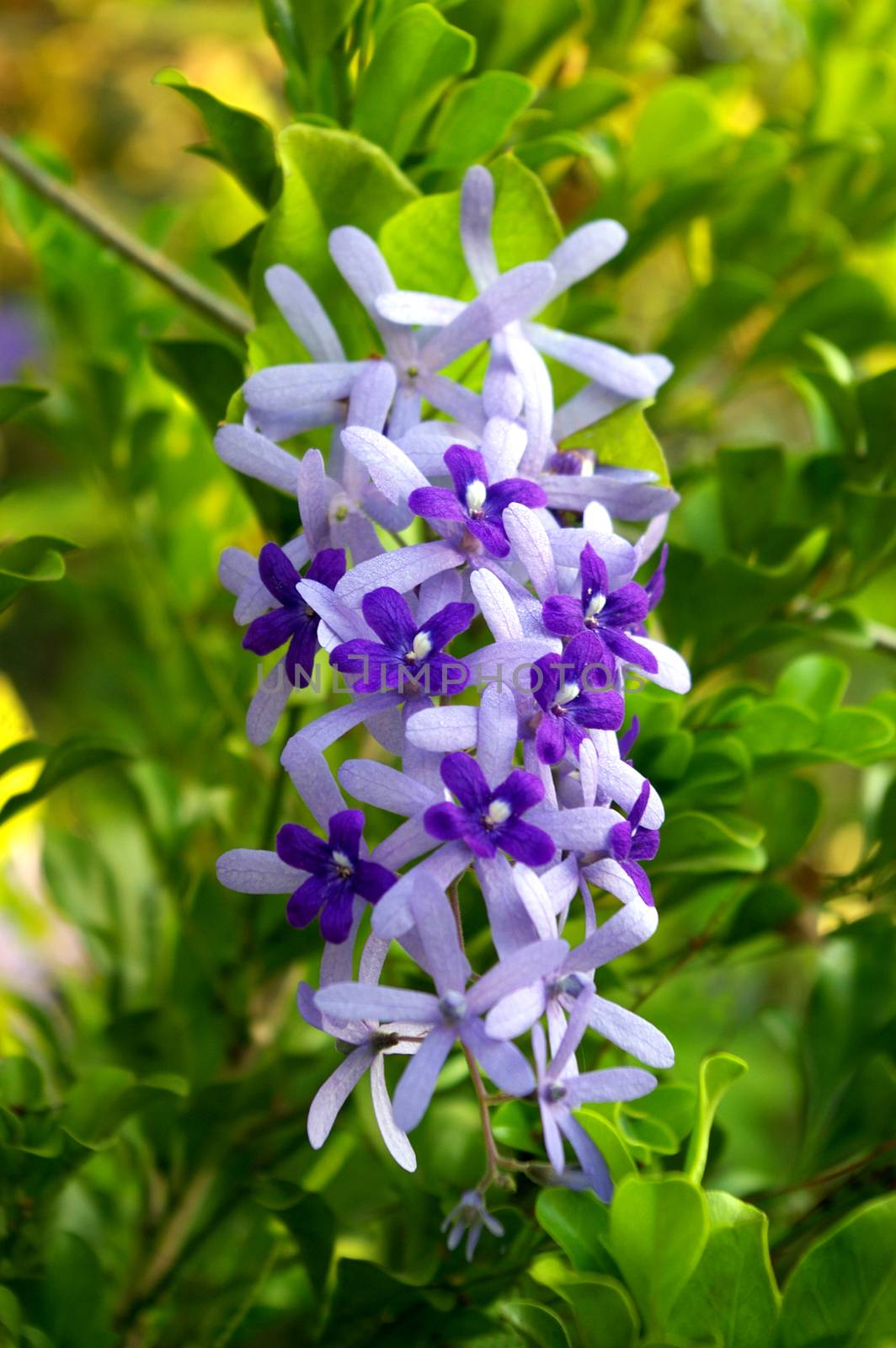 Close up the flower of Purple Wreath, Sandpaper Vine