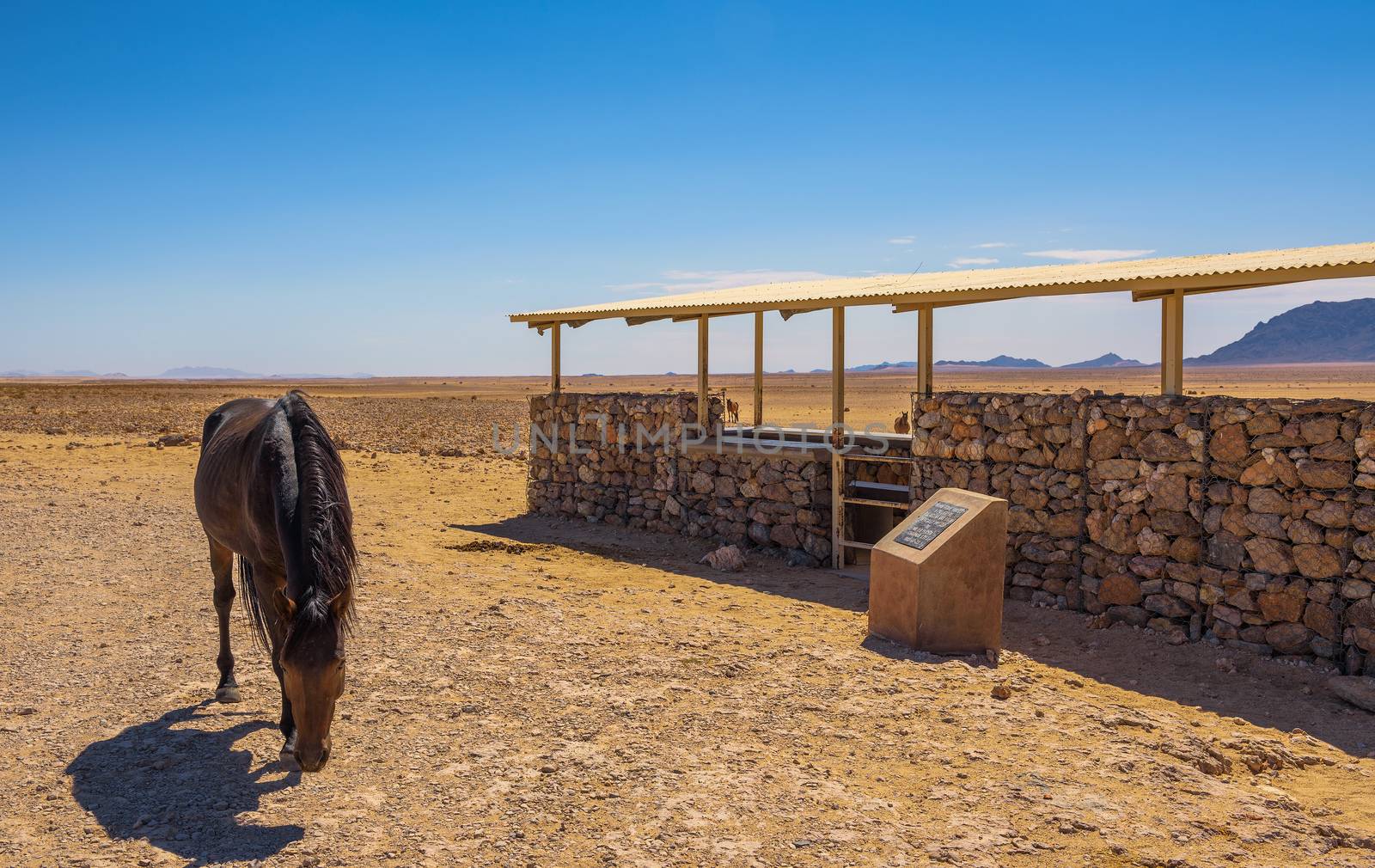 Wild horse of the Namib desert at observation viewpoint near Aus, south Namibia by nickfox