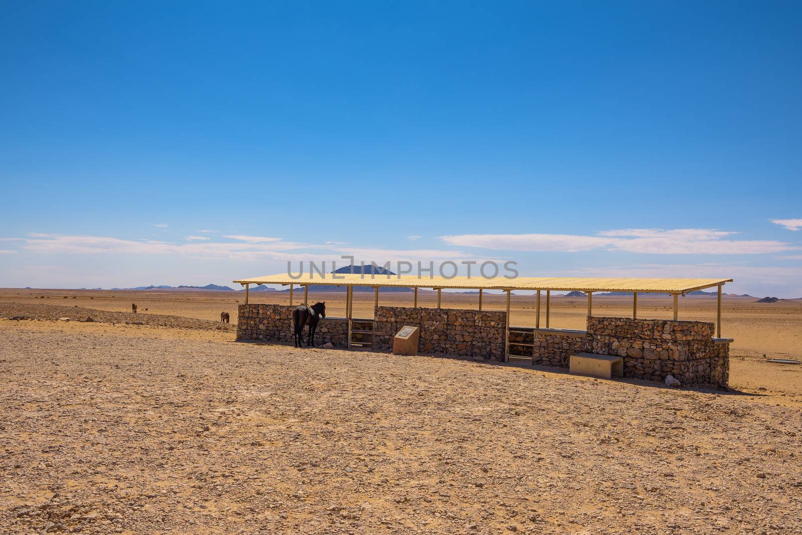 Wild horses of the Namib desert standing at an observation viewpoint near Aus, south Namibia.